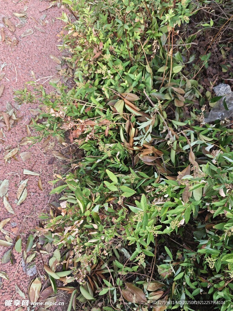 地面綠植與泥土景象