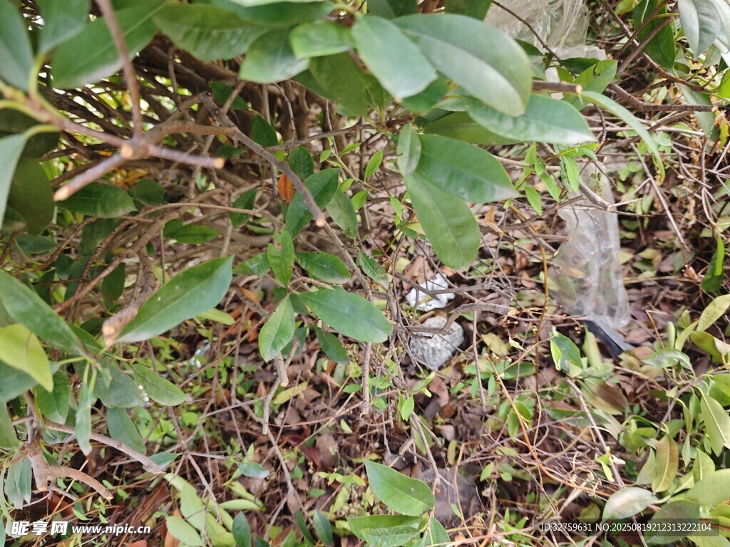 綠葉間的紫色果實(shí)