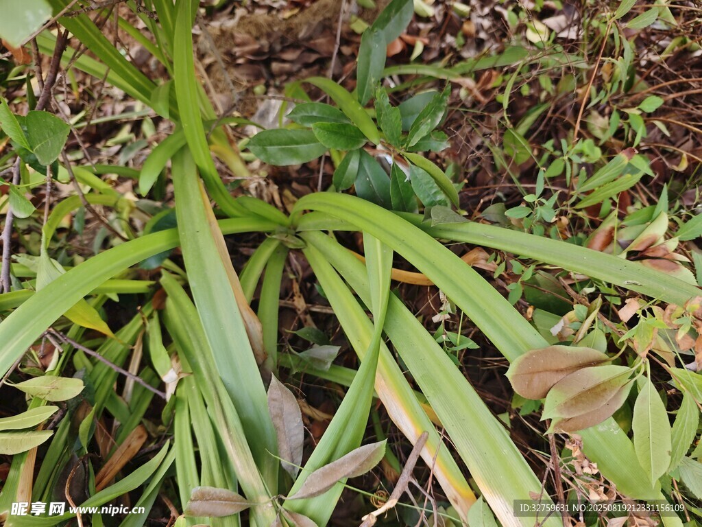 野外生長的綠色奇特植物