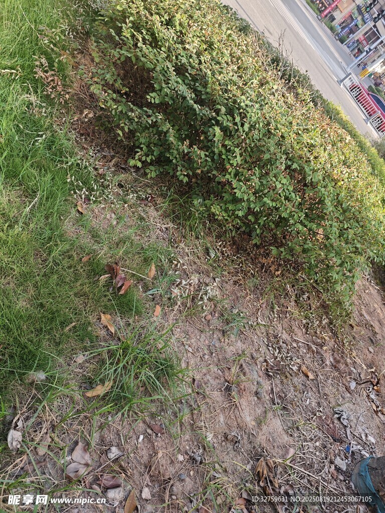 路邊綠植與裸露土地