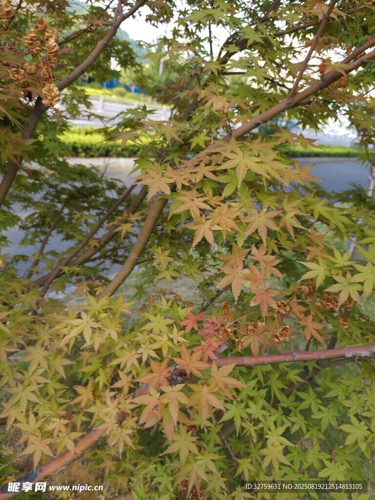 秋日枝頭的斑斕楓葉
