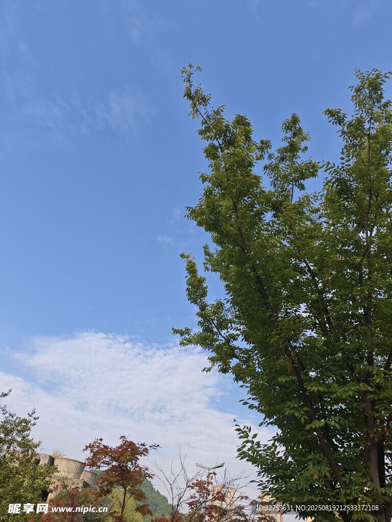 藍(lán)天綠樹(shù)間的清新景致