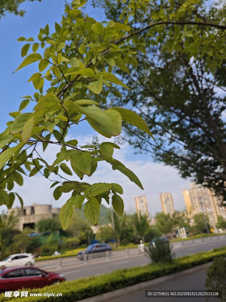 路邊綠樹與遠(yuǎn)處城市景觀