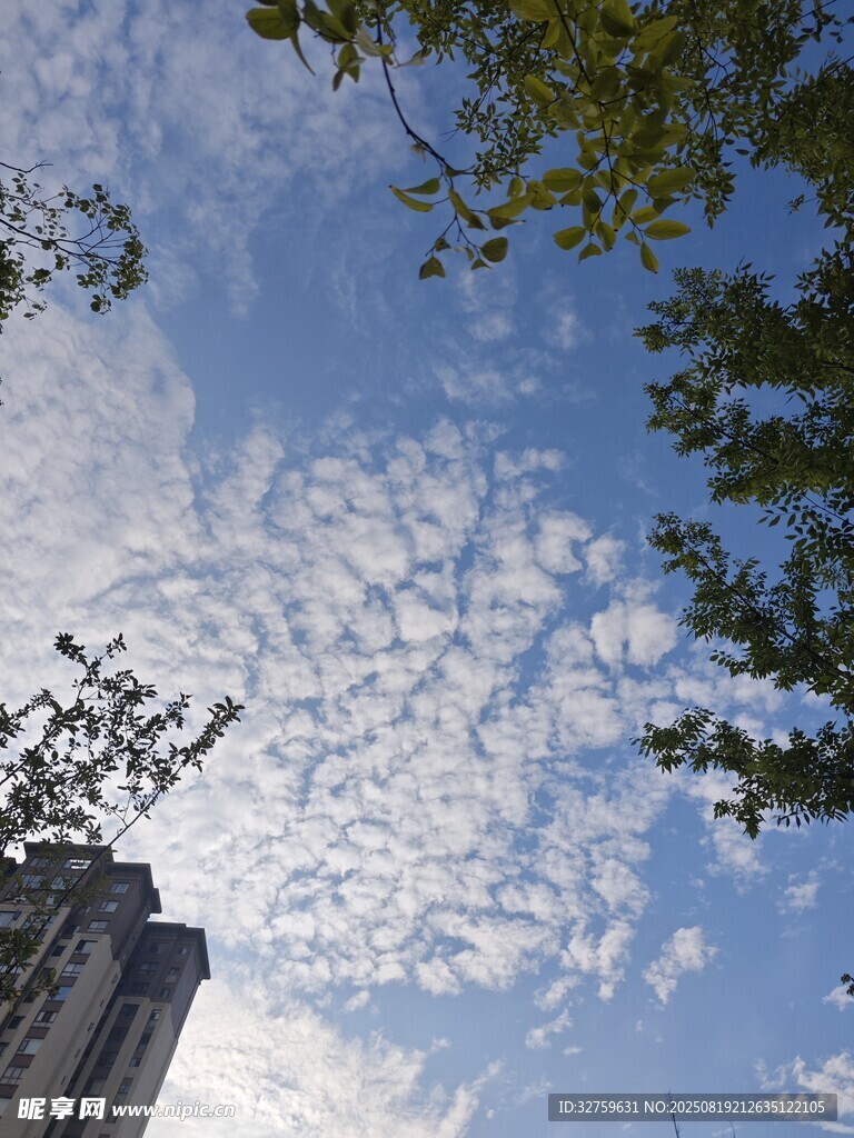 仰望藍天綠樹與高樓