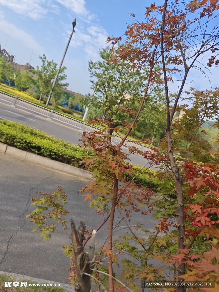 道路旁色彩斑斕的樹(shù)木