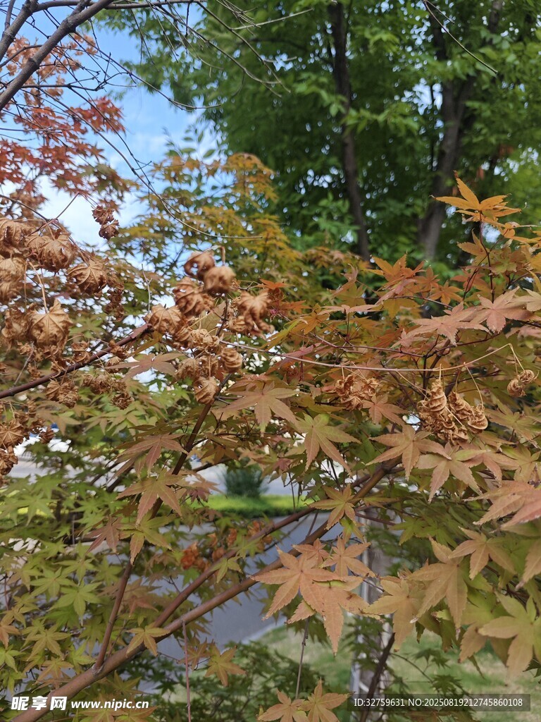 秋日枝頭斑斕楓葉