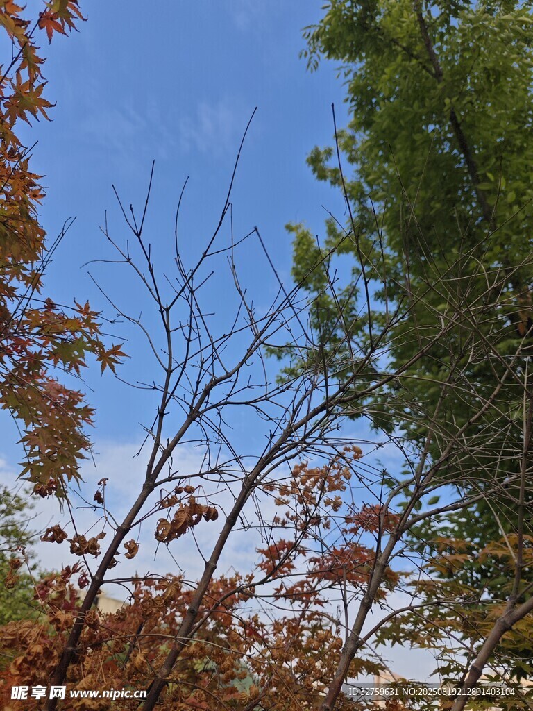 秋日樹(shù)梢與藍(lán)天美景