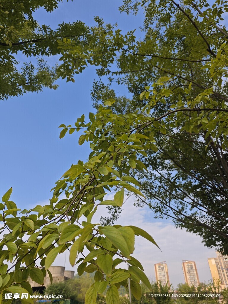 綠葉間的藍天與遠處樓宇