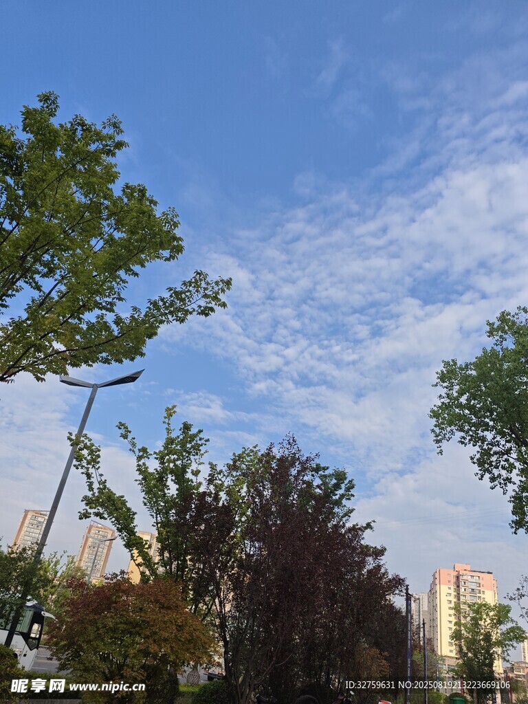 藍天白云下的綠樹景觀
