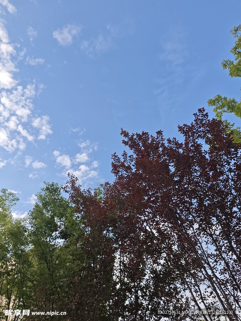 藍天綠樹景致