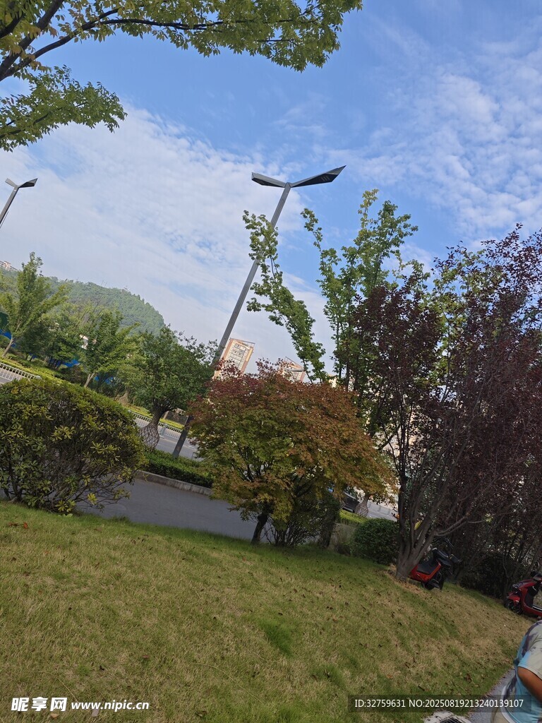 戶外自然風(fēng)光中的綠植與路燈