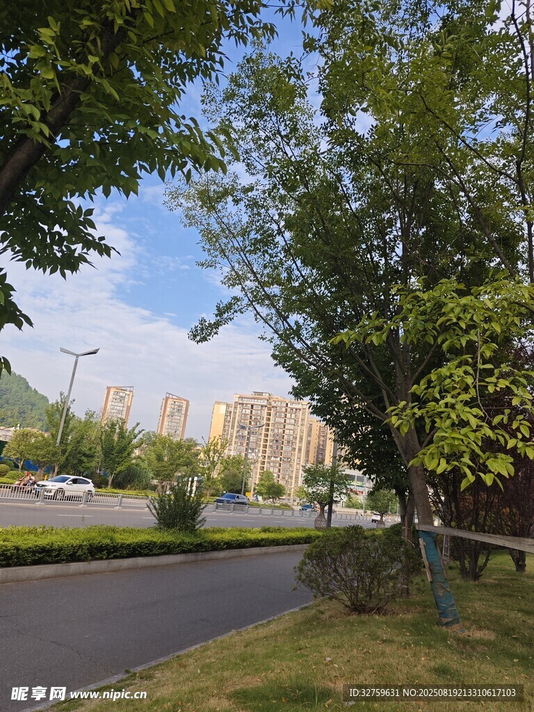 城市中的林蔭道路景觀