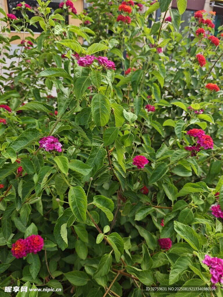 綠葉叢中綻放的艷麗花朵