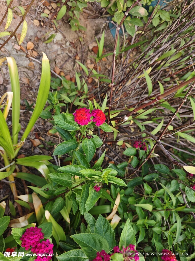 花園中綻放的多彩花卉