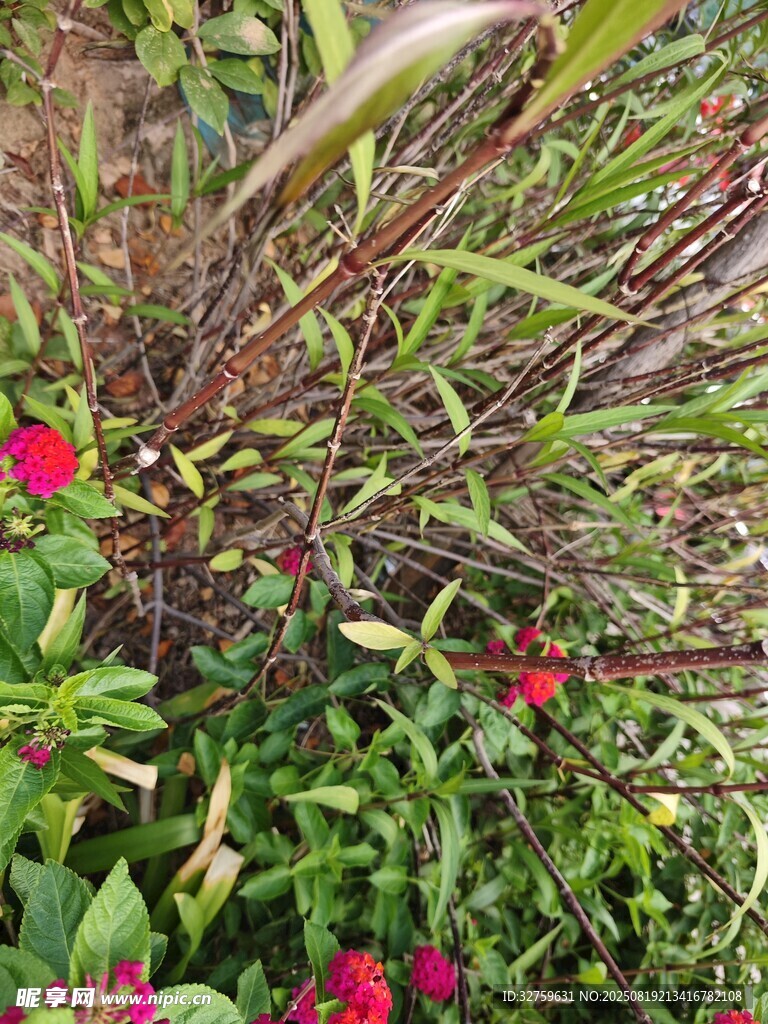 綠葉叢中嬌艷紅花朵