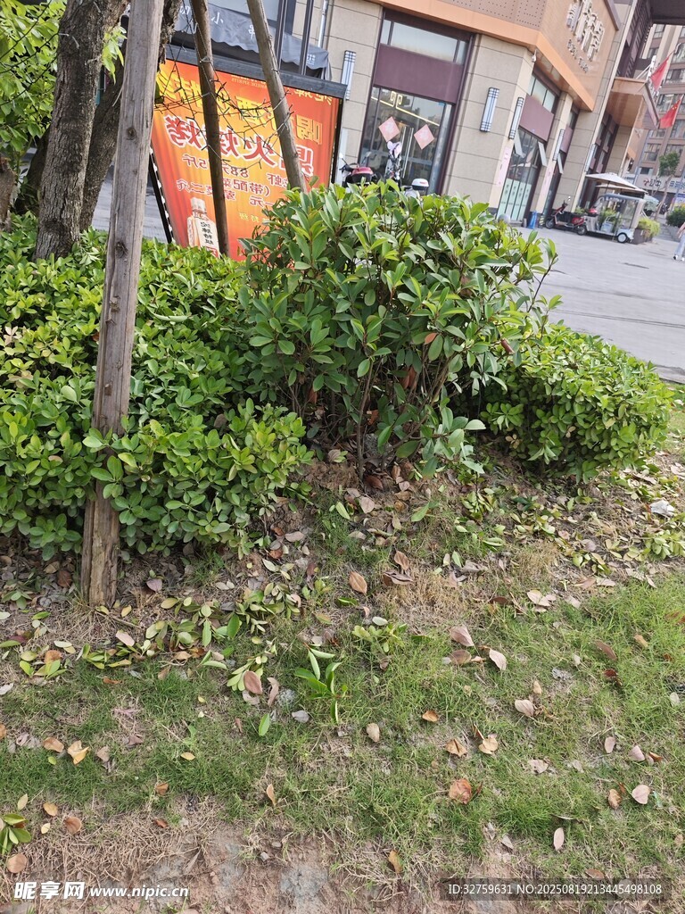 街邊綠植景觀