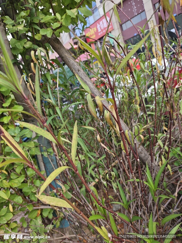 多彩植物特寫