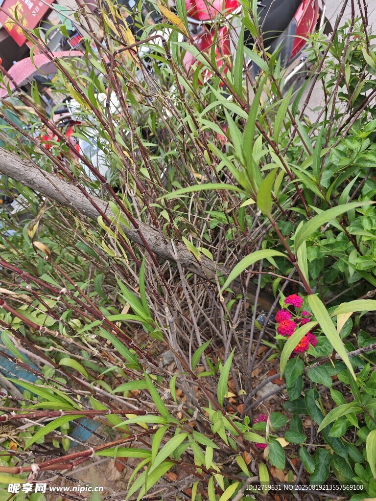 繁茂花叢中的多彩植物