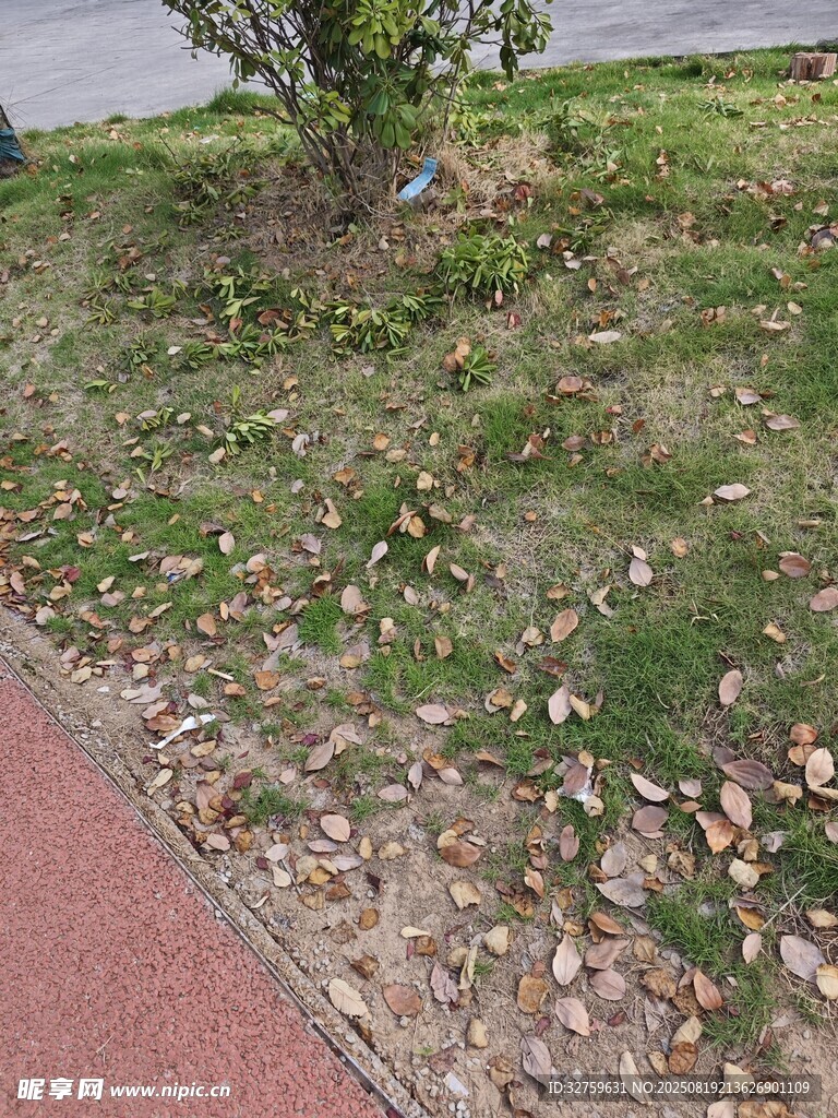 路邊草地散落枯黃樹葉