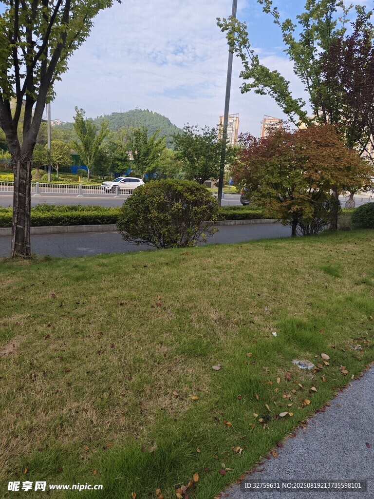 戶外草地旁的樹木景致