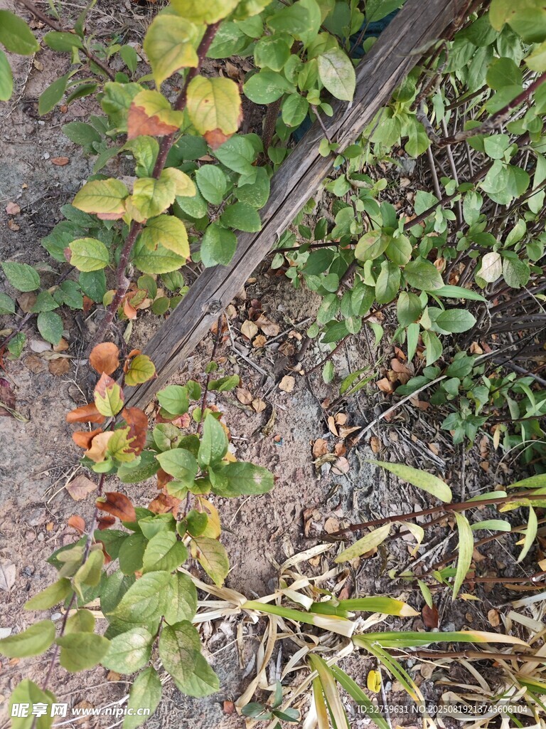 地面上的植物枝葉景象