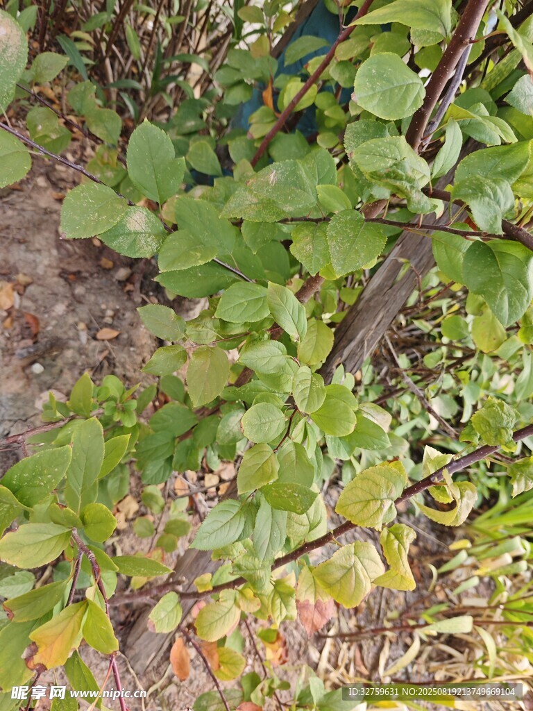 綠葉間的生機(jī)盎然植物