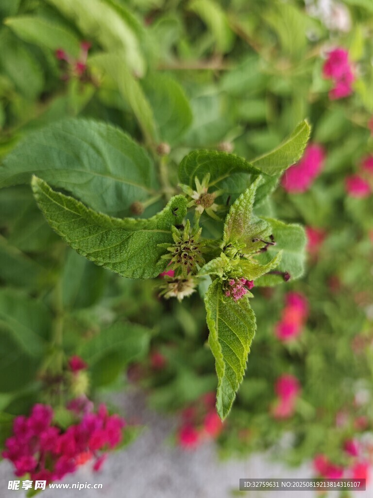 綠葉間的嬌艷紅花