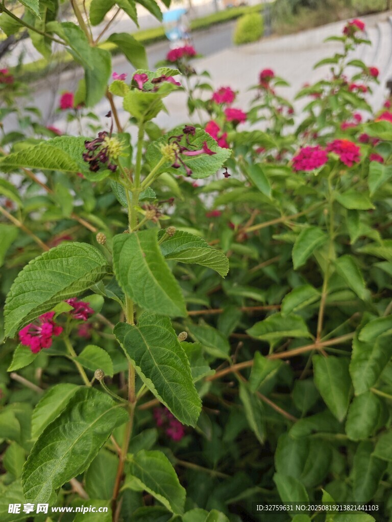 綠葉間綻放的嬌艷紅花