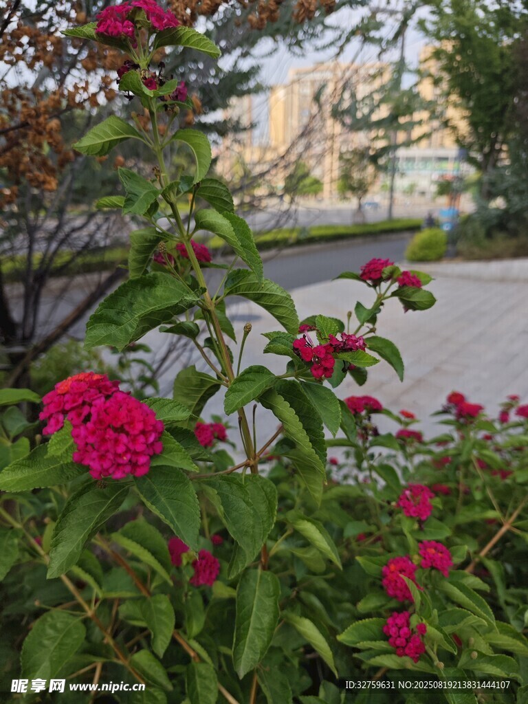 嬌艷花叢中的粉色花朵