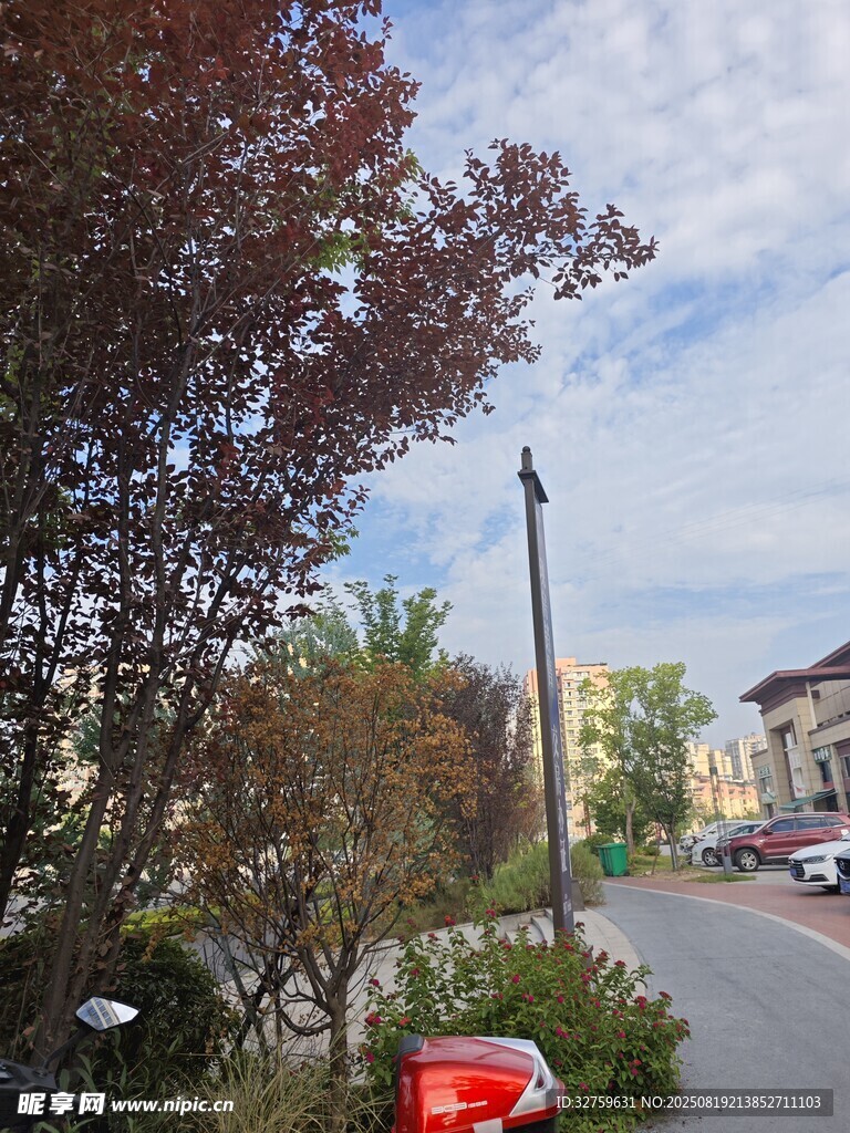 街道旁綠樹與車輛景象