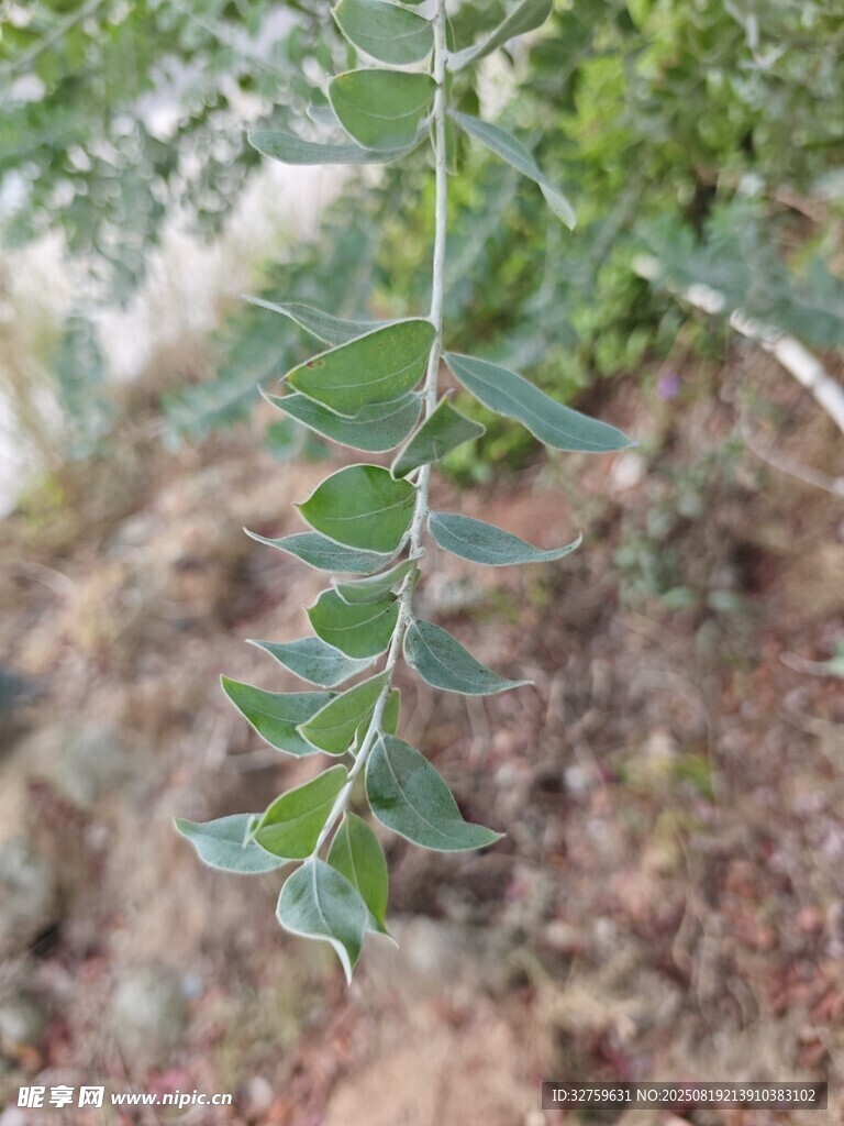 翠綠植物枝葉特寫