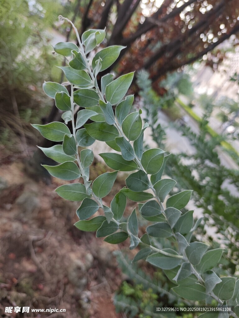 巖石邊的翠綠植物