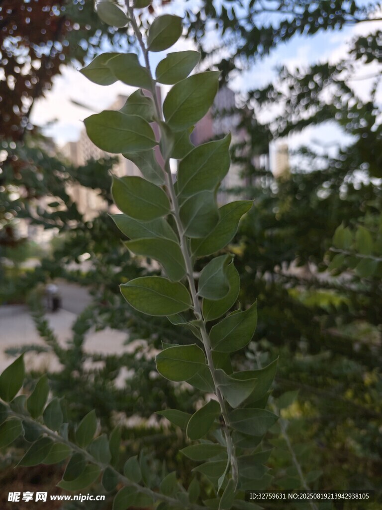 綠葉植物特寫