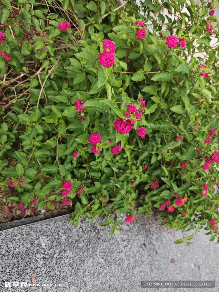 路邊綻放的鮮艷粉色小花