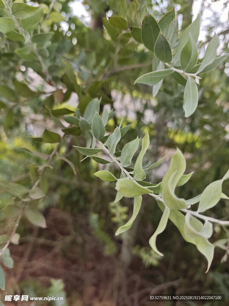嫩綠枝葉特寫