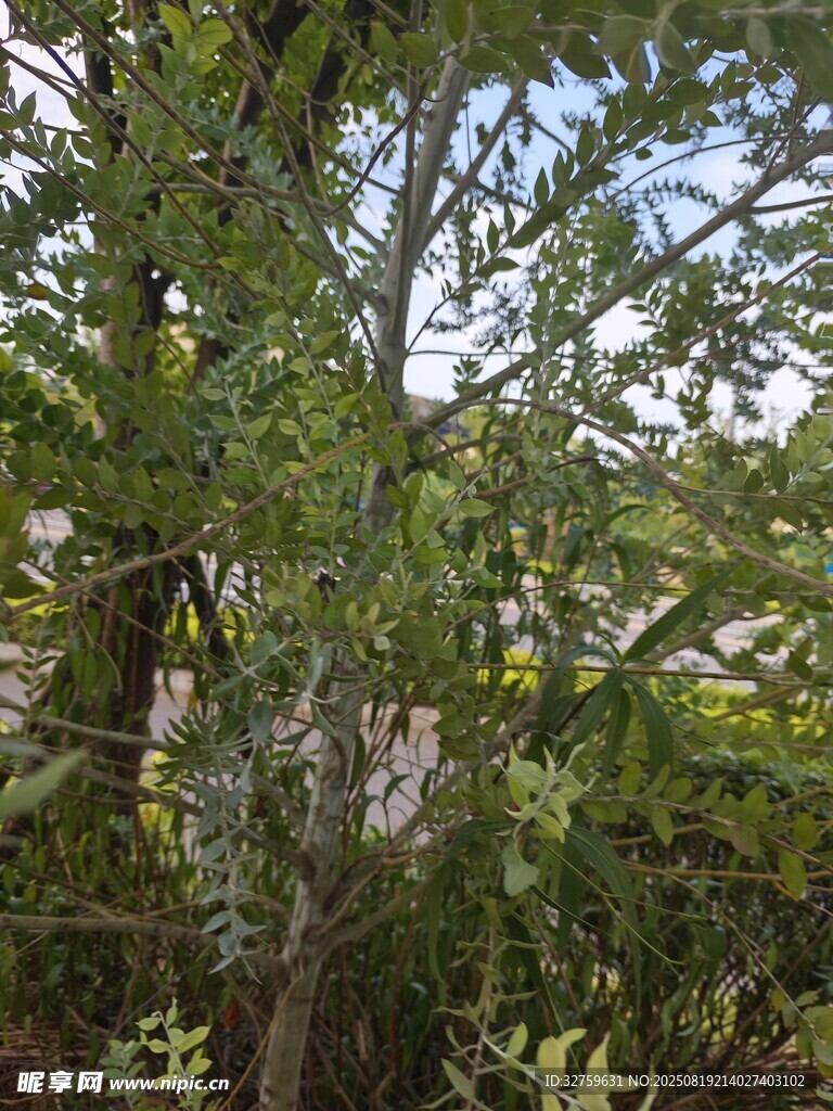 繁茂綠樹