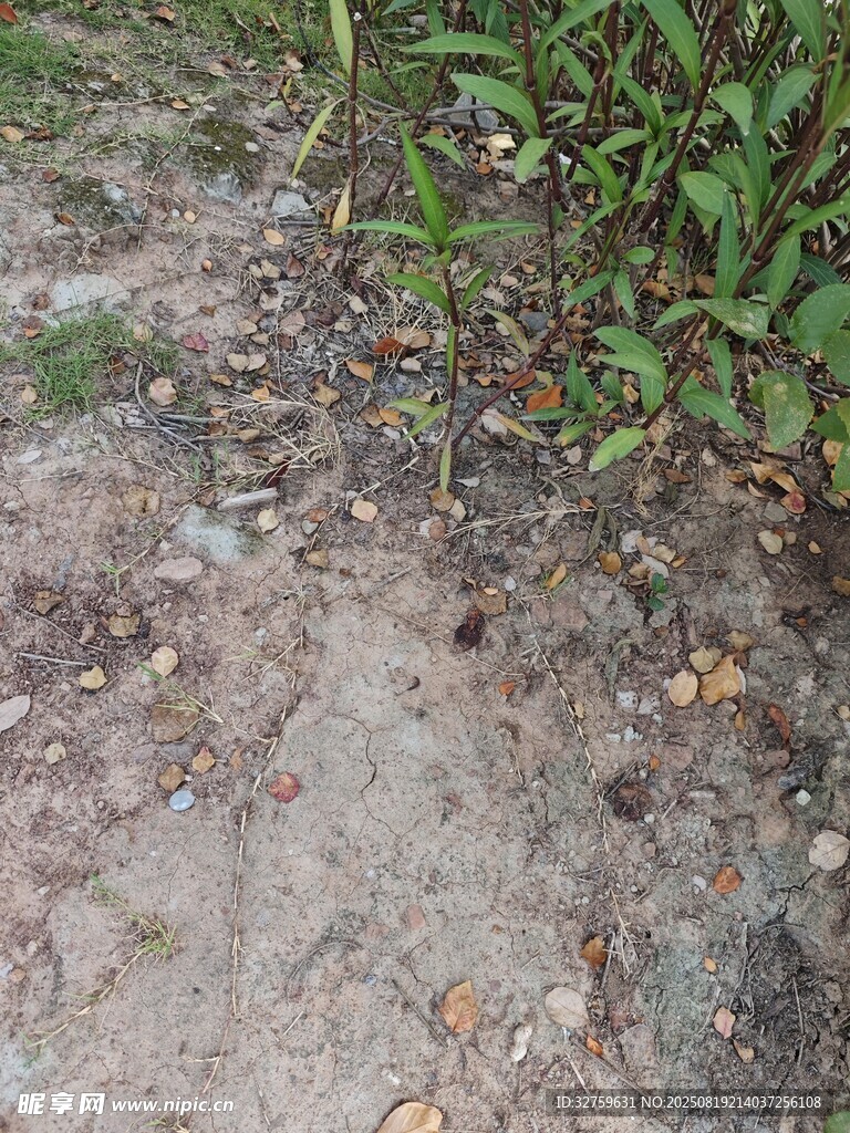 戶外泥土地面及綠植