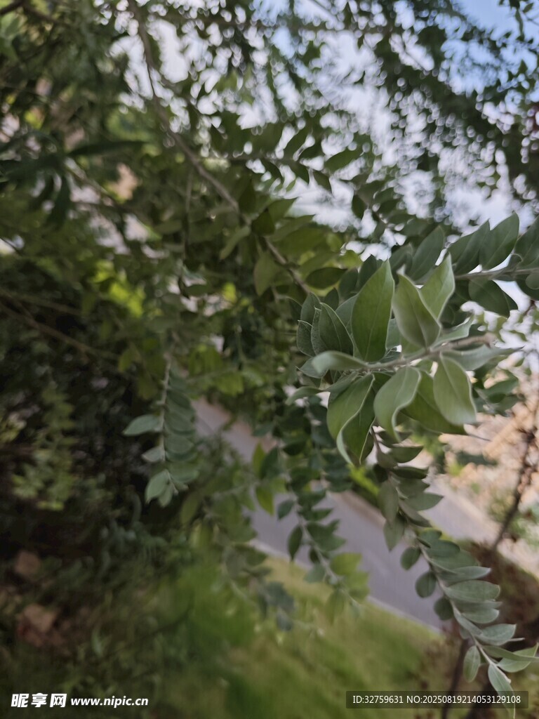 綠葉繁花下的靜謐景致