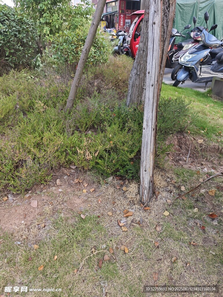 戶外木架旁的綠植景觀