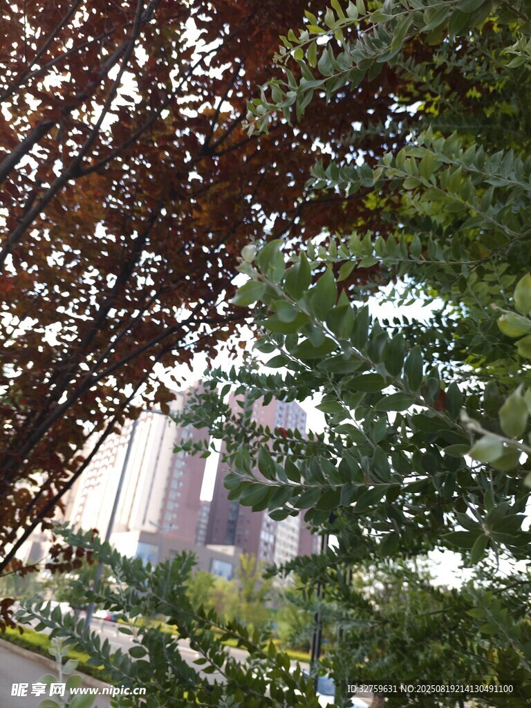 透過枝葉望城市建筑