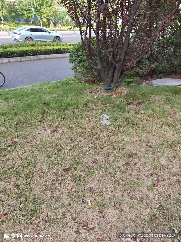戶外草地旁的樹(shù)木景觀