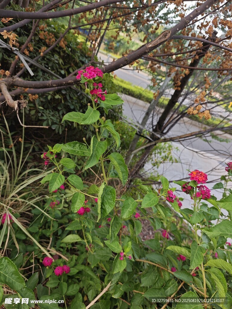 綠葉間綻放的嬌艷紅花