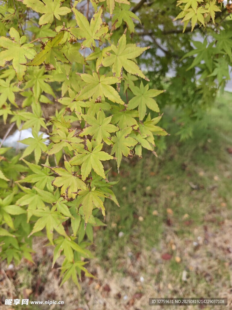 嫩綠楓葉展現(xiàn)盎然生機(jī)