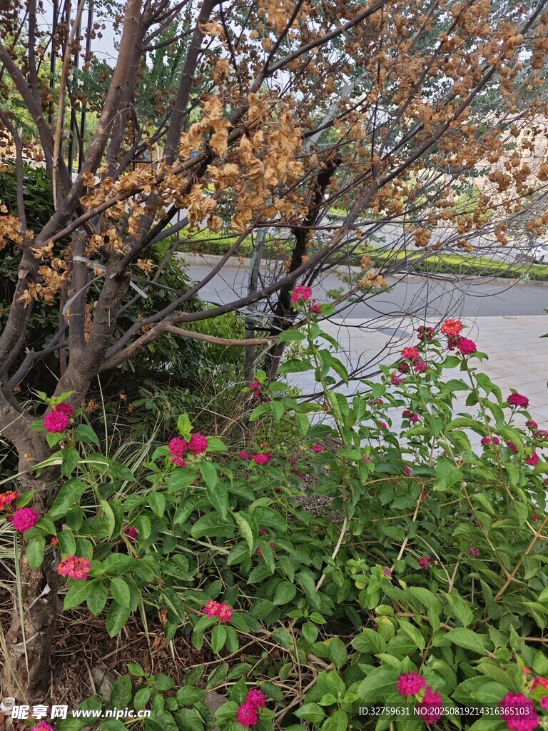 湖畔花木相映的美麗景致