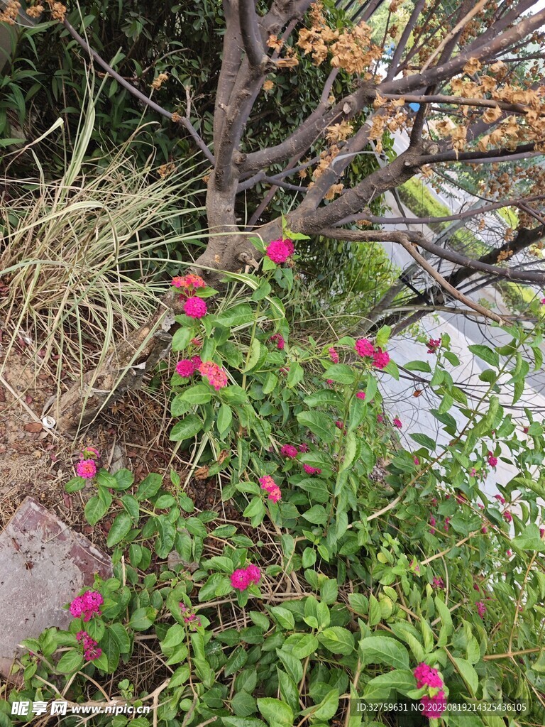 枝頭綻放的艷麗小紅花