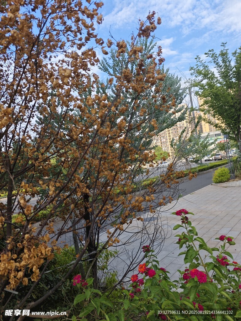 秋日路邊多彩植物景觀