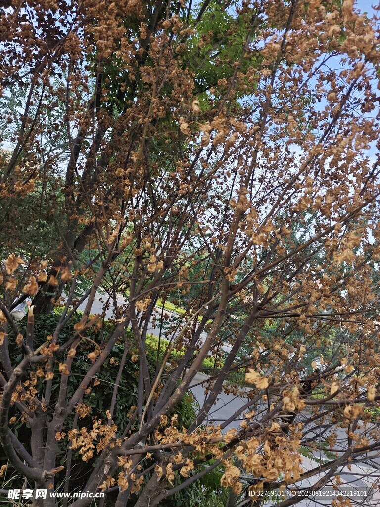 秋日枝頭泛黃樹葉景象