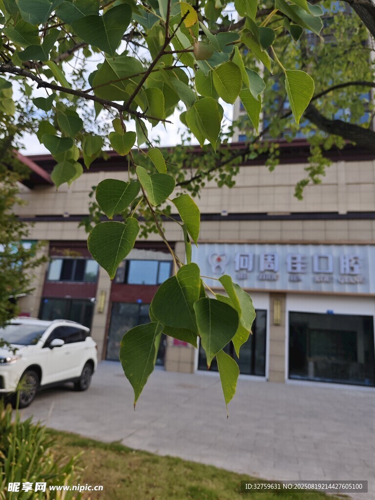 現(xiàn)代建筑前的車輛與綠植