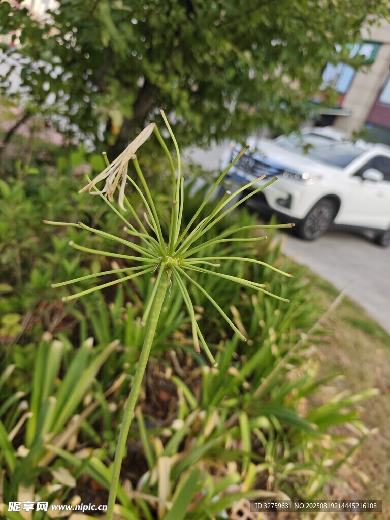 路邊綠植與停放的車輛