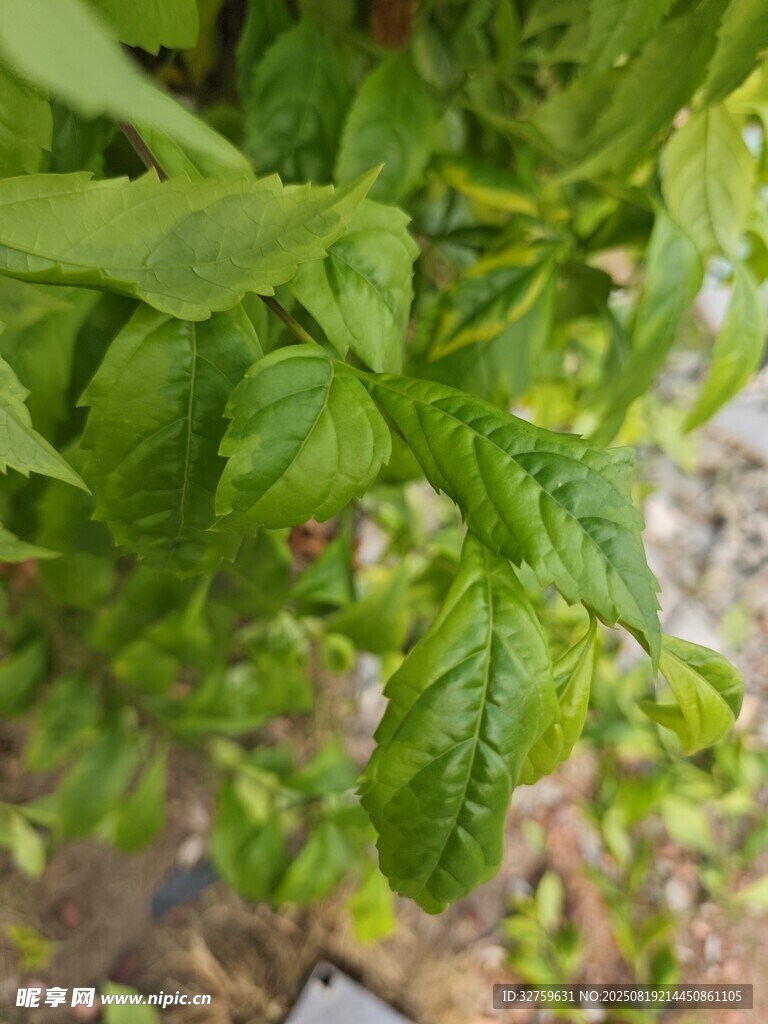 鮮嫩薄荷葉片特寫